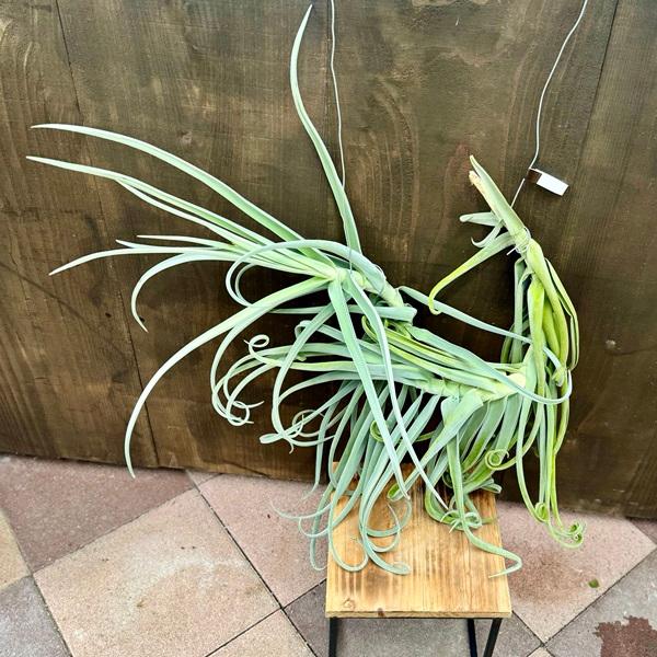 最終値下げ　特大エアープランツ チランジア　ドゥラティ 観葉植物：チランジア エアープランツ ドラティ 現品*ドゥラティ エア