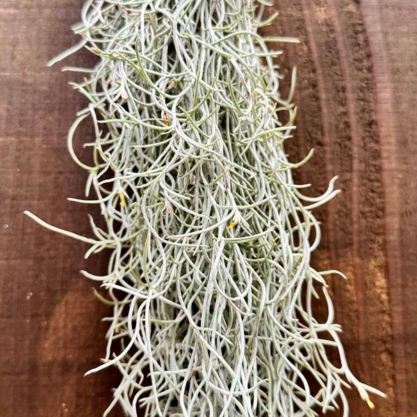 おしゃれ　観葉植物　チランジア ウスネオイデス カーリーフォーム L*エアープランツ｜y-bonsai｜02