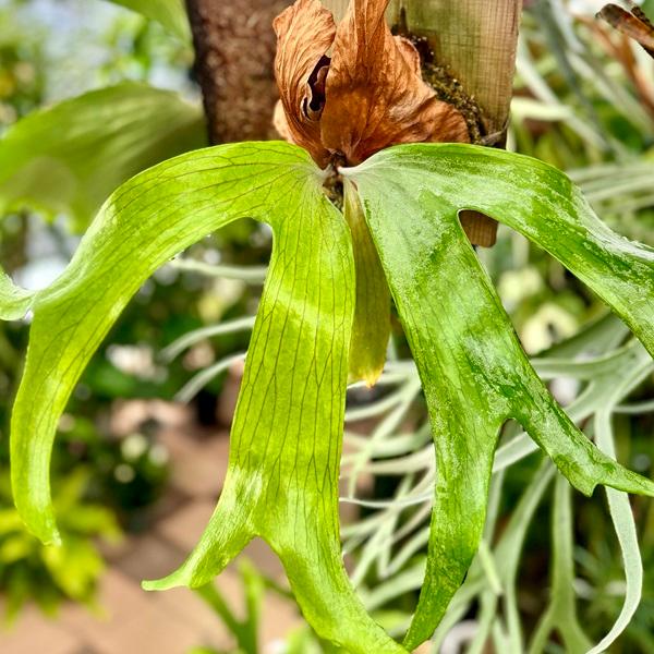 おしゃれ 観葉植物：ビカクシダ コウモリラン ステマリア 板付け*吊り