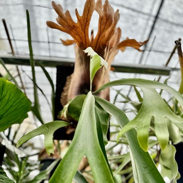 おしゃれ 観葉植物:ビカクシダ コウモリラン ウィリンキー ヘゴ おしゃれ 観葉植物:ビカクシダ コウモリラン ウィリンキー ヘゴ