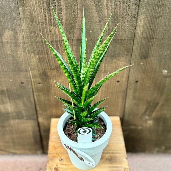 おしゃれ 観葉植物 選べます：サンスベリア*5号プラポット : 遊恵盆栽 