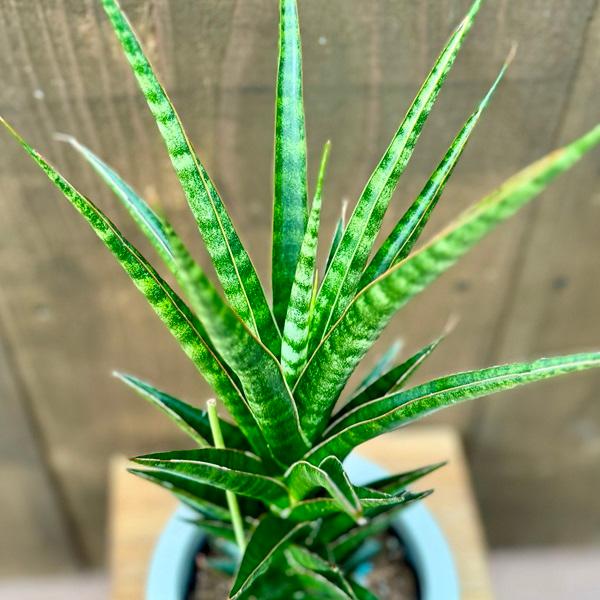 おしゃれ 観葉植物 選べます：サンスベリア*5号プラポット : 遊恵盆栽