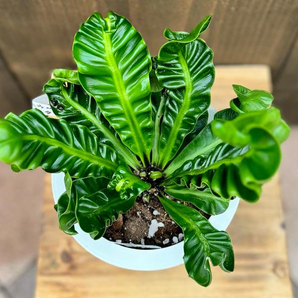 おしゃれ 観葉植物：アスプレニウム ラスタ*5号プラポット タニワタリ