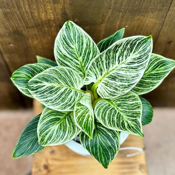 おしゃれ 観葉植物：フィロデンドロン バーキン*5号 プラポット : 遊恵