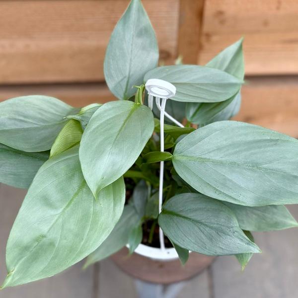 おしゃれ 観葉植物：フィロデンドロン シルバーメタル*5号吊り鉢