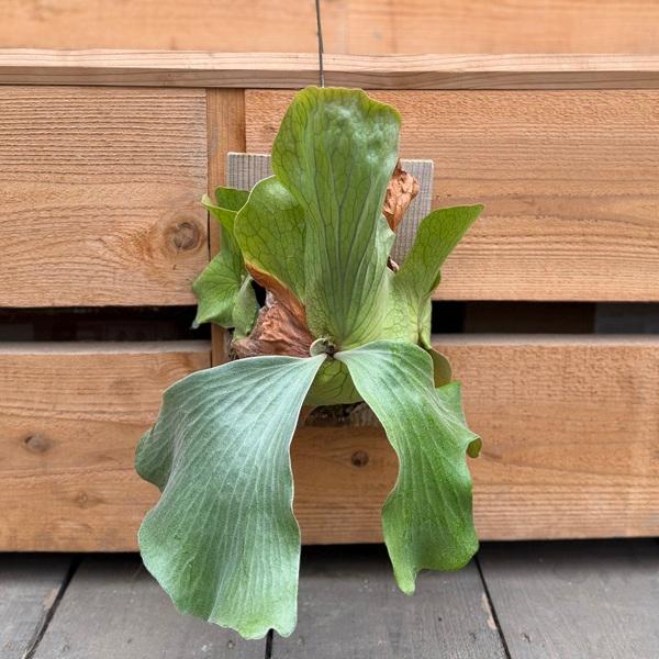 観葉植物：ビカクシダ コウモリラン エレマリア 板付け*吊り : 遊恵