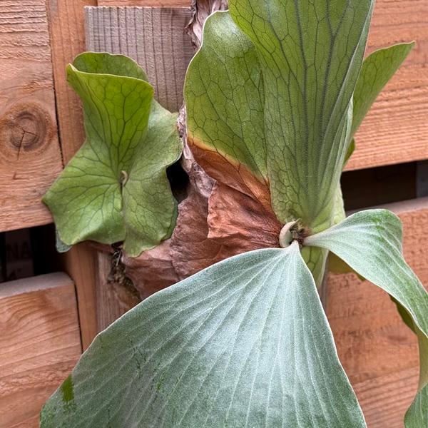 観葉植物：ビカクシダ コウモリラン エレマリア 板付け*吊り : 遊恵