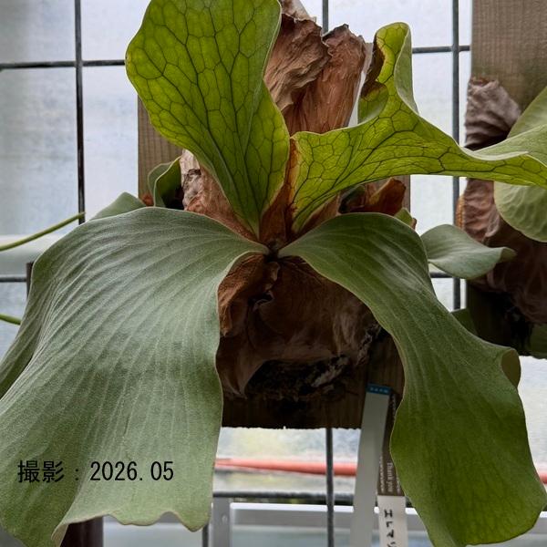 おしゃれ 観葉植物：ビカクシダ コウモリラン エレマリア 板付け*吊り
