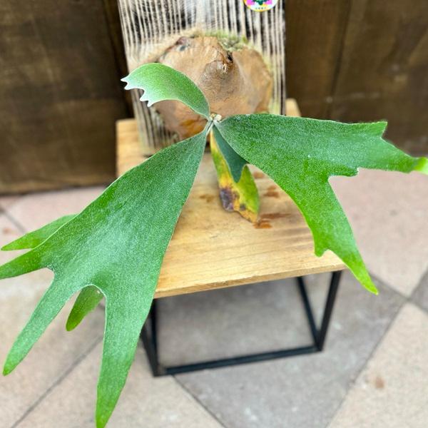 おしゃれ 観葉植物：ビカクシダ コウモリラン アルシコルネ 板付け