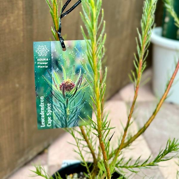 鉢花 観葉植物：リューカデンドロン ケープスパイス*5号 リュウカ