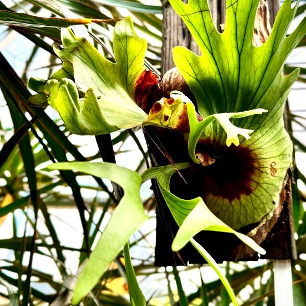 おしゃれ 観葉植物：ビカクシダ コウモリラン コロナリウム 板付け 