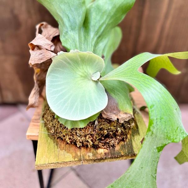 ビカクシダ(コウモリラン）ビーチ 板付け｜観葉植物 コウモリラン 