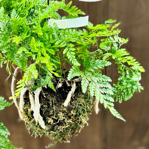 シダ植物 観葉植物：吊りトキワシノブ 苔玉* : 遊恵盆栽 Yahoo!店