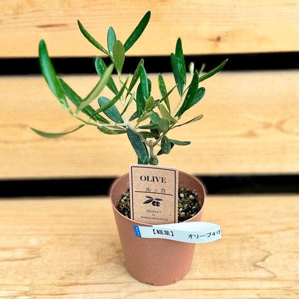 オリーブの木大株 4品種セット ルッカ ミッション ネバディロ シプレシーノ おしゃれ 観葉植物 苗 品種選べる：オリーブの木*4号 ルッカ