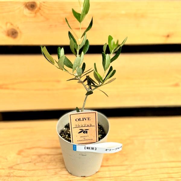 おしゃれ 観葉植物 苗 品種選べる：オリーブの木*4号 ルッカ