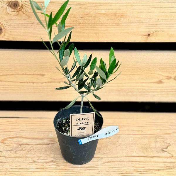 おしゃれ 観葉植物 苗 品種選べる：オリーブの木*4号 ルッカ