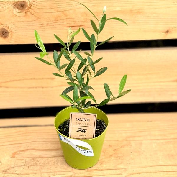 おしゃれ 観葉植物 苗 品種選べる：オリーブの木*4号 ルッカ
