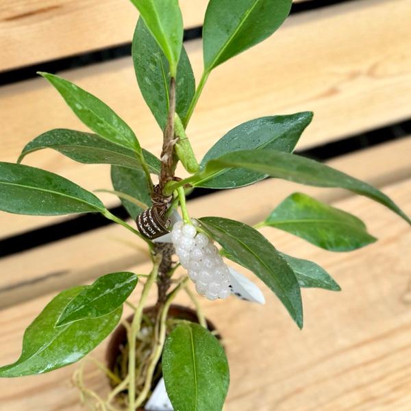 おしゃれ 観葉植物：アンスリウム スカンデンス*2.5号素焼き鉢