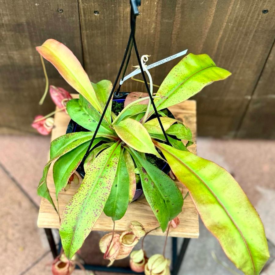 希少品種 観葉植物 食虫植物：ウツボカズラ ネペンテス バイキング