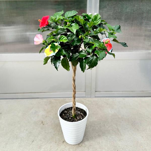 鉢花 観葉植物：ハイビスカス 3色MIX スタンド仕立て*大型ヤマト便