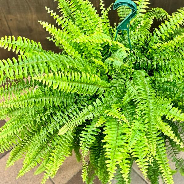 おしゃれ 観葉植物：ネフロレピス ブルーベル*8号吊り鉢 : 遊恵盆栽