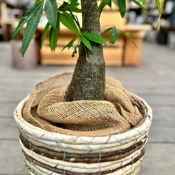 おしゃれ 観葉植物：パキラ 朴 鉢カバー*麻布付 大型佐川便配送 : 遊恵