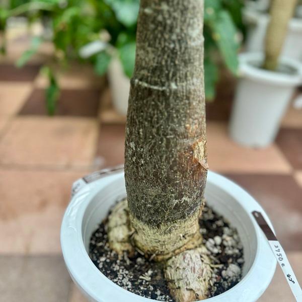 おしゃれ 観葉植物：パキラ 朴 鉢カバー*麻布付 大型佐川便配送 : 遊恵