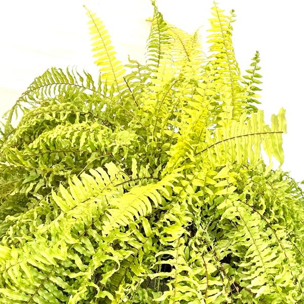 観葉植物：ネフロレピス ハッピーマーブル*鉢植え タマシダ 大型佐川