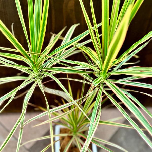 おしゃれ 観葉植物：ドラセナ コンシンネ トリカラー 鉢植え*受皿付