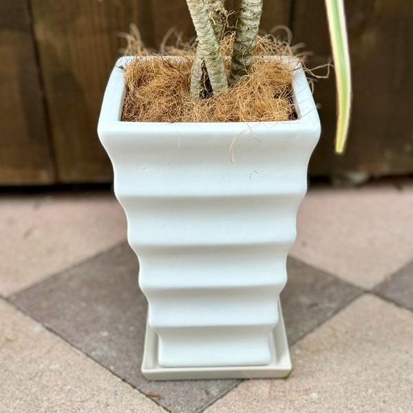 おしゃれ 観葉植物：ドラセナ コンシンネ トリカラー 鉢植え*受皿付