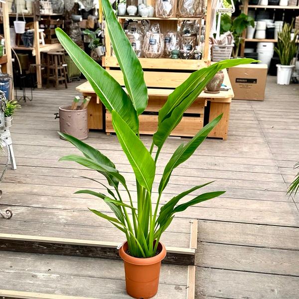 【美株・新芽あり】タビビトノキ 8号 特大 観葉植物 観葉植物：タビビトノキ*8号プラポット旅人の木 オオギバショウ
