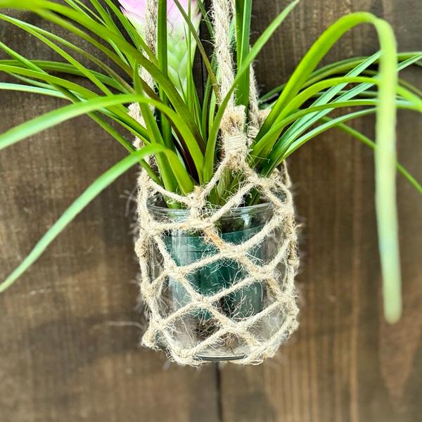 観葉植物：チランジア キアネア ガラス吊り鉢*エアプランツ エアー