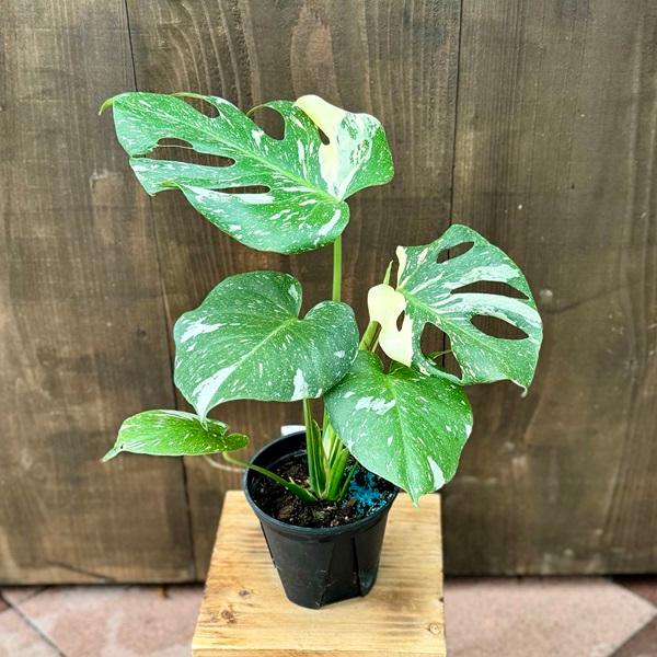 おしゃれ 観葉植物：斑入りモンステラ*5号 プラポット : 遊恵盆栽