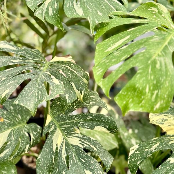 おしゃれ 観葉植物：斑入りモンステラ*5号 プラポット : 遊恵盆栽