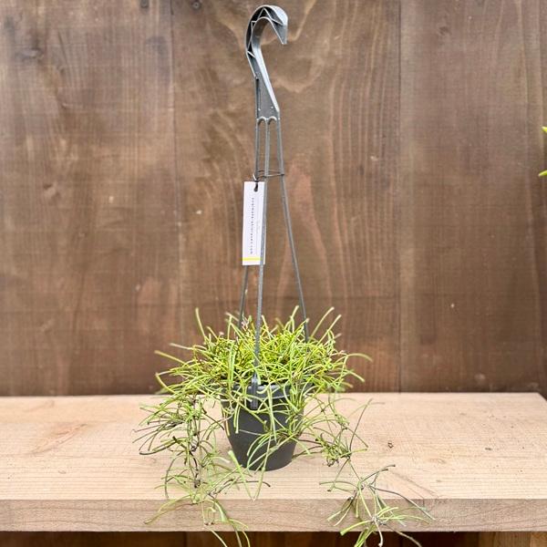 観葉植物：ホヤ レツーサ*3.5号 吊り鉢 : 遊恵盆栽 Yahoo!店 - 通販