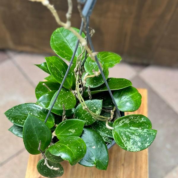 おしゃれ 観葉植物：ホヤ パラシティカ ハートリーブス