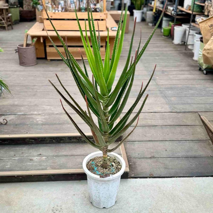 観葉植物：アロエ トンガエンシス メデューサ*大型佐川急便配送 : 遊恵 