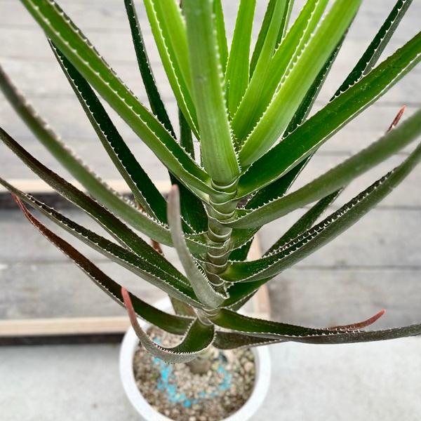 観葉植物：アロエ トンガエンシス メデューサ*大型佐川急便配送 : 遊恵 