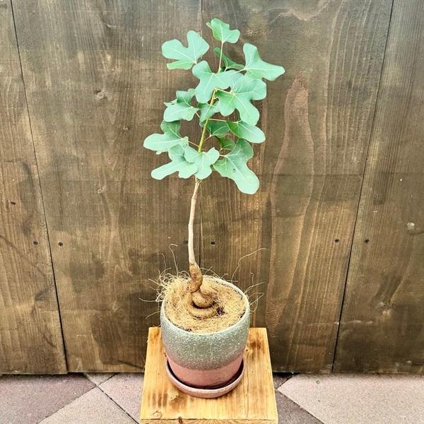 ブラキキトン　ボトルツリー　鉢皿付き おしゃれ 観葉植物：ブラキキトン ボトルツリー 鉢植え*受皿付 まる葉