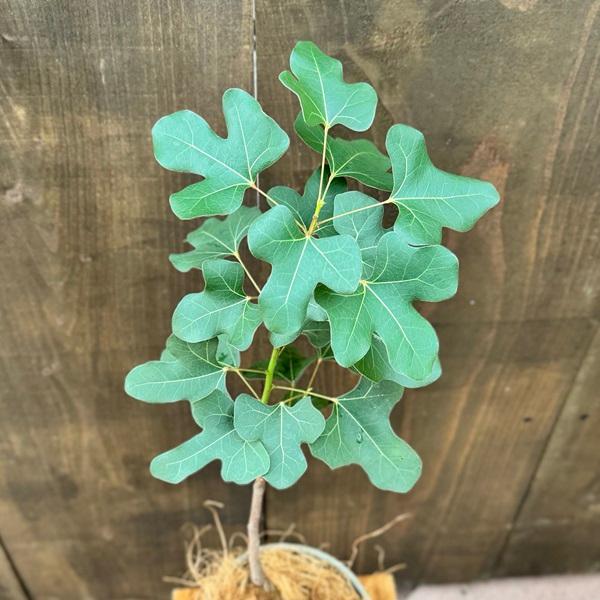おしゃれ 観葉植物：ブラキキトン ボトルツリー 鉢植え*受皿付 まる葉