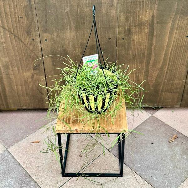おしゃれ 観葉植物：ホヤ レッツーサ*5号吊り鉢 : 遊恵盆栽 Yahoo!店