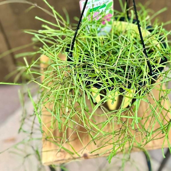 おしゃれ 観葉植物：ホヤ レッツーサ*5号吊り鉢 : 遊恵盆栽 Yahoo!店