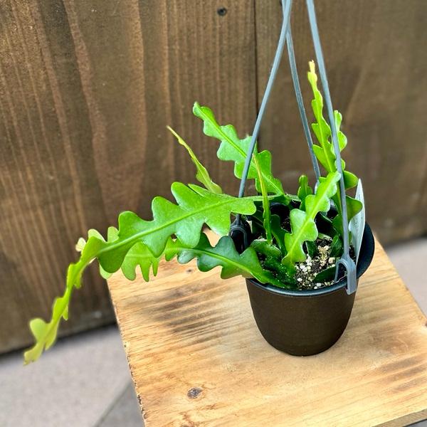 おしゃれ 観葉植物：エピフィラム アングリガー*3.5号吊り鉢