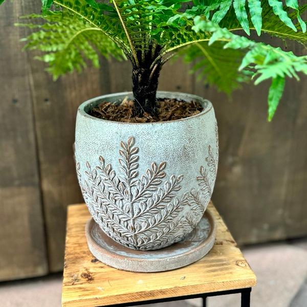 おしゃれ 観葉植物 西洋シダ植物：ブレクナム シルバーレディー 鉢植え