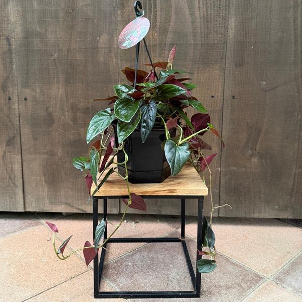 おしゃれ 観葉植物：シンゴニウム チョコレート*5号吊り鉢 : 遊恵盆栽