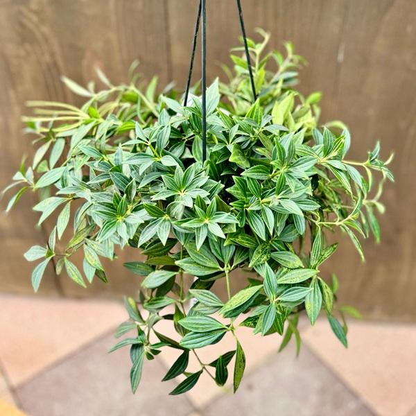 おしゃれ 観葉植物：ペペロミア プテオラータ*5号 吊り鉢 : 遊恵盆栽 