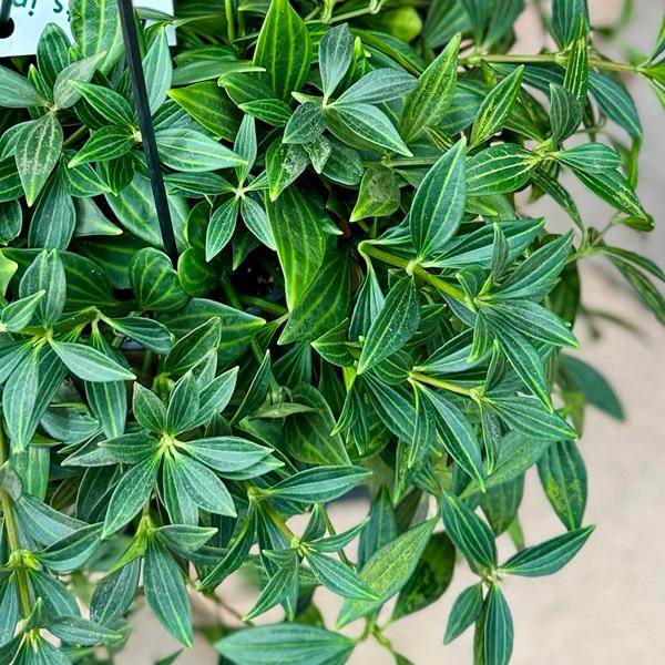 おしゃれ 観葉植物：ペペロミア プテオラータ*5号 吊り鉢 : 遊恵盆栽 