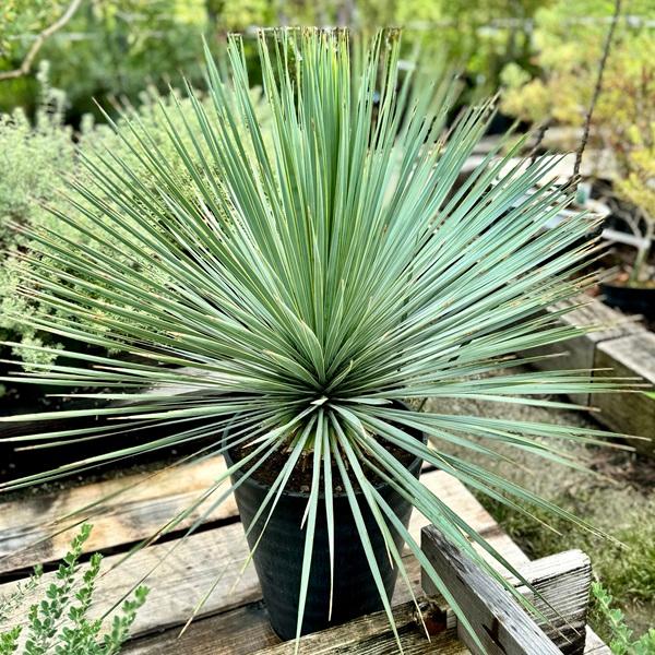 おしゃれ 観葉植物：ユッカ ロストラータ*セラアート鉢 Yucca rostrata