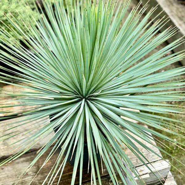 おしゃれ 観葉植物：ユッカ ロストラータ*セラアート鉢 Yucca rostrata