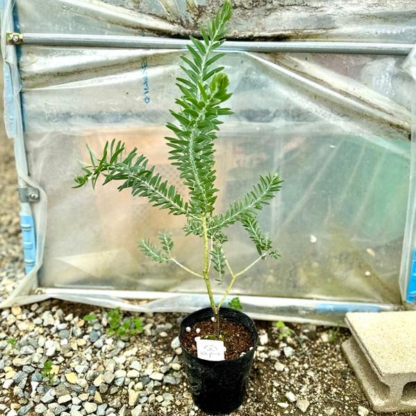 花苗 観葉植物：アカシア ブルーブッシュ*5号 Blue bush : 遊恵盆栽